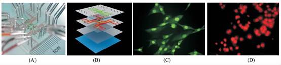 微流控芯片|微流控芯片批量加工