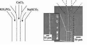 微流控芯片層流技術(shù) 微流控芯片層流技術(shù)