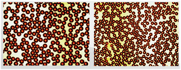 單乳液芯片|微液滴芯片顯微鏡照片