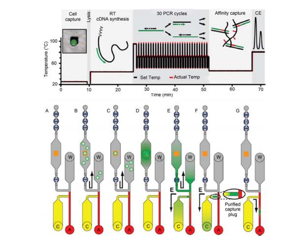 集成微流控芯片對單細(xì)胞中基因表達(dá)量的全集成分析過程示意圖[21] A~C: 單細(xì)胞被捕獲在微金“島嶼”上; D, E: 細(xì)胞被裂解, mRNA 逆轉(zhuǎn)錄合成 cDNA, PCR 擴(kuò)增; F: 一段親和柱有效富集目標(biāo)基因片段; G: 目標(biāo) 基因片段電泳分離與檢測. 全過程在 80 min 之內(nèi)完成