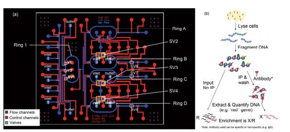 集成微流控芯片對 2000 個左右細(xì)胞進(jìn)行染色質(zhì)免疫沉淀的研究[22] (a) 芯片設(shè)計結(jié)構(gòu)示意圖, 4 個環(huán)形管路設(shè)計可以在一次實驗中對 4 組樣品平行測定; (b) 染色質(zhì)免疫沉淀的基本過程示意圖