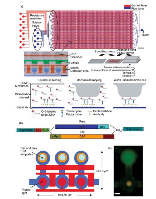 高通量集成微流控芯片中利用機(jī)械力限制捕獲弱相互作用保留測定和繪制轉(zhuǎn)錄因子和蛋白相互作用譜圖 (a) 集成 2400 反應(yīng)腔室和 7233 個微閥的芯片示意圖, 測定轉(zhuǎn)錄因子與目標(biāo) DNA 結(jié)合作用力的測定過程; (b), (c) 利用體外蛋白翻譯系統(tǒng)結(jié) 合芯片中限制捕獲弱相互作用保留研究蛋白間相互作用芯片示意圖和實際測定中的熒光照片