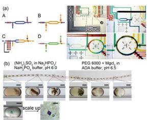 集成微流控芯片中研究蛋白質(zhì)結(jié)晶條件的高通量篩選 (a) “自動化配方”式微流控芯片裝置結(jié)構(gòu)示意圖與芯片實物圖, 微閥 與微泵的配合形成定量式的微注射于微混合器, 定量控制不同溶劑 與沉淀劑所占的比例; (b) 利用集成微流控芯片微液滴技術(shù)研究不同條件下膜蛋白的單晶形成和分子結(jié)構(gòu)