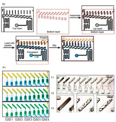 滑動微流控芯片進(jìn)行蛋白結(jié)晶條件篩選實驗[38] (a) 芯片實驗過程示意圖; (b) 不同管道構(gòu)型和尺寸在實驗過程中控制蛋白結(jié)晶反應(yīng)平衡時間實驗照片