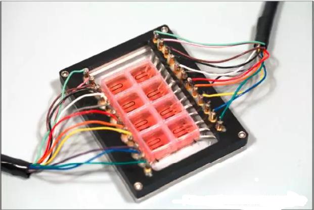 細(xì)胞種植后的多孔心臟器官芯片