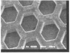 高溫灰化法處理后的 DNA 模具電鏡照片 Fig. 2 SEM picture of DNA mold using hot ciner ation