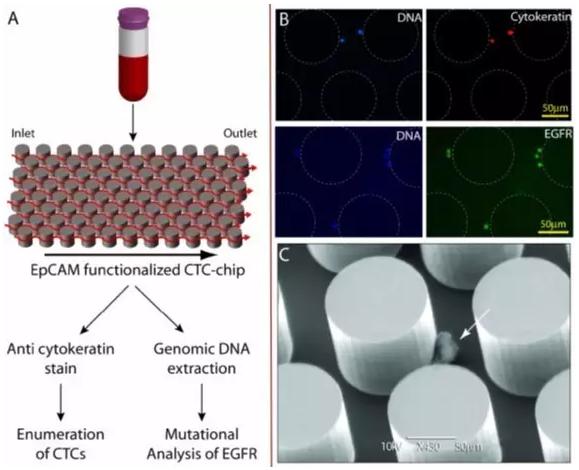 陽(yáng)性富集—CTCs-Chip