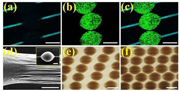 微載體在纖維上可滑動的特性所展示的同一組微纖維上的載體分散、堆疊狀態(tài)下的光鏡圖