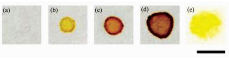 在全氟辛基二氧化硅(a~d)和甲基二氧化硅(e)修飾的疏水表面上進(jìn)行細(xì)菌檢測(cè)(a)E.coli +破膜劑, 無(wú)CPRG；(b)E.coli + CPRG, 無(wú)破膜劑；(c)E.coli +破膜劑+ CPRG；(d)E.coli(2倍用量)+破膜劑(2倍用量) + CPRG；(e)E.coli +破膜劑+ CPRG(標(biāo)尺=5 mm)