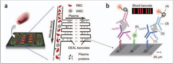 整合式微流控芯片可進(jìn)行血球血漿分離及細(xì)胞激素之檢測(cè)