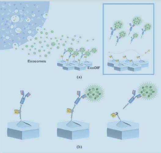 一種能高純度捕獲和釋放外泌體的微流體裝置原理