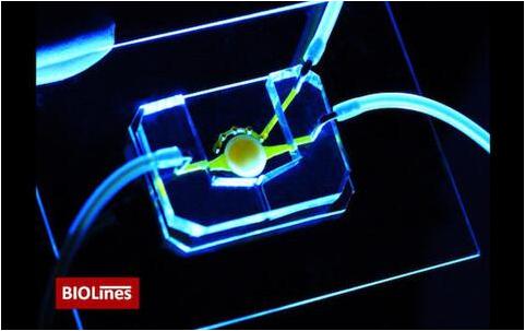 擁有微流控通道（黃色）的眼睛芯片，能夠?qū)I(yíng)養(yǎng)物質(zhì)帶給位于圓形支架中心的細(xì)胞。該團(tuán)隊(duì)還開發(fā)了一個(gè)微工程眼瞼，能夠在芯片上模擬眨眼