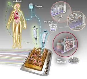 人體芯片的藝術(shù)表現(xiàn)接近于體外生物學(xué)，生物工程設(shè)備培養(yǎng)了許多能夠代表每個(gè)器官最小功能單元的3D組織培養(yǎng)