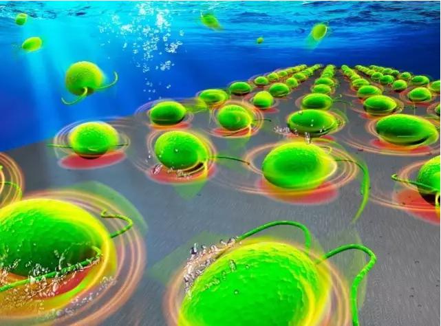 Lab on a Chip封面刊載中科院沈陽自動化所藻類細胞機器人的科研成果