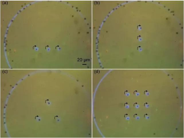 藻類細胞定向旋轉(zhuǎn)陣列