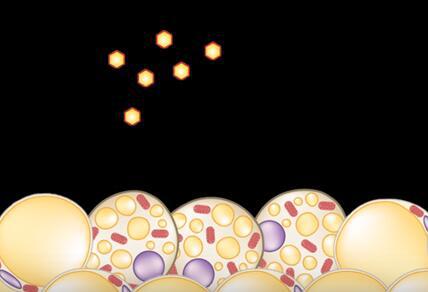 微針貼片助燃皮下脂肪,或讓坐著減肥成現(xiàn)實! 微針貼片助燃皮下脂肪,或讓坐著減肥成現(xiàn)實!