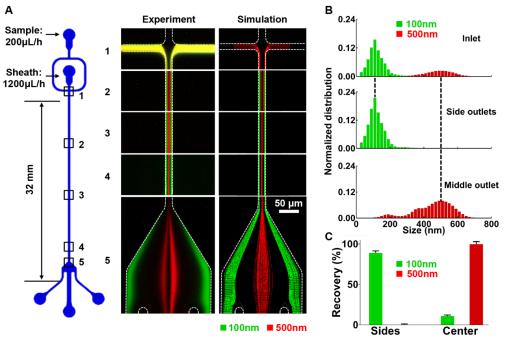 微流控芯片的結(jié)構(gòu)示意圖及不同尺度納米顆粒分離的實驗觀測與數(shù)值模擬對比 微流控芯片的結(jié)構(gòu)示意圖及不同尺度納米顆粒分離的實驗觀測與數(shù)值模擬對比