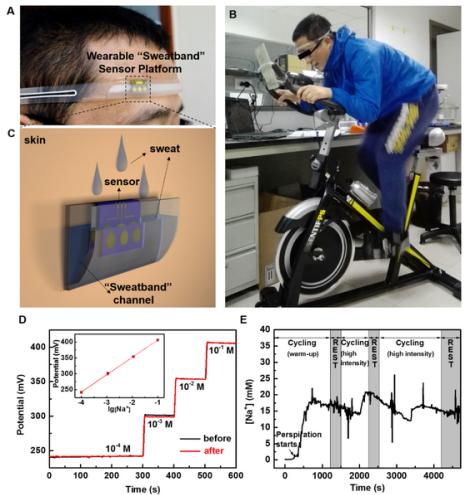 圖2.（A）、（B）和（C）為可穿戴“導(dǎo)汗帶”汗液傳感器設(shè)備的照片和示意圖；（D）汗液傳感器芯片在穿戴前和穿戴后對不同濃度標準Na＋溶液的校準曲線；（E）為汗液傳感器在人體上運動過程中實時連續(xù)監(jiān)測汗液中Na＋濃度變化的曲線圖。