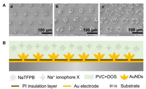 圖1.（A）電沉積制備不同比表面積的三維金納米結(jié)構(gòu)固體接觸傳導(dǎo)陣列電極；（B）全固態(tài)離子選擇性陣列電極構(gòu)建的結(jié)構(gòu)示意圖。