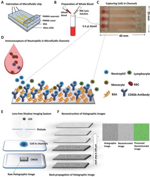 監(jiān)控血液中嗜中性粒細胞數(shù)量的新方法