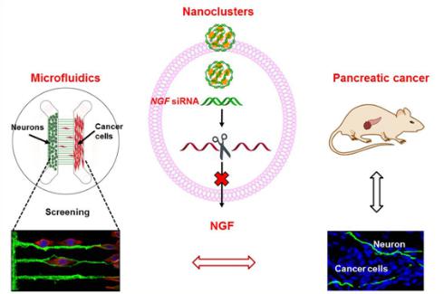微流控芯片構(gòu)建神經(jīng)-腫瘤研究模型，在靶向胰腺的神經(jīng)微環(huán)境、治療胰腺腫瘤的研究中取得重要進展