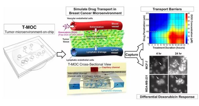 精準(zhǔn)醫(yī)療的有力工具——微流體裝置，模擬癌癥治療與動物研究同樣有效