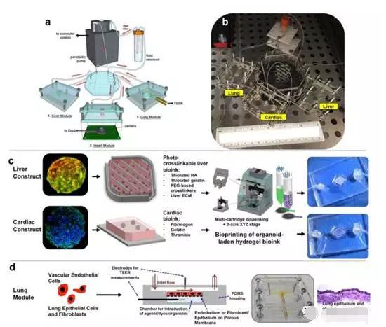 多器官微流控芯片系統(tǒng)