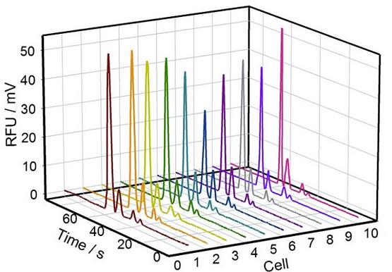 圖2. 10組單個(gè)PC-12細(xì)胞內(nèi)Na+、K+、Mg2+、Ca2+的電泳譜圖
