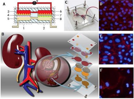 腎芯片結(jié)構(gòu)和實物示意圖及細胞照片