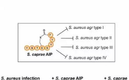 皮膚上常駐 vs 病原葡萄球菌的競(jìng)爭(zhēng)模式