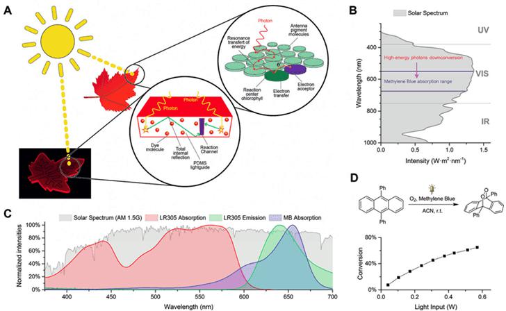 圖1. A.仿葉片微流控光催化裝置的工作原理；B和C.甲基藍(lán)（MB）與LR305熒光染料的吸收光譜在太陽(yáng)光譜中的位置；D. 9,10-二苯基蒽在單線態(tài)氧下的環(huán)化加成反應(yīng)。圖片來源：Angew. Chem. Int. Ed.