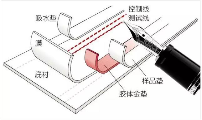 圖2 免疫層析產(chǎn)品的制造過程 圖2 免疫層析產(chǎn)品的制造過程