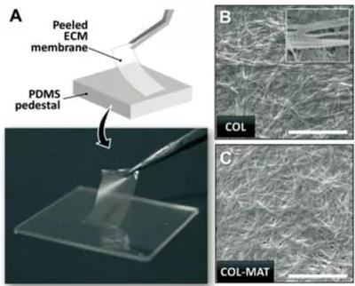 ECM薄膜的肉眼觀察和表面微觀結(jié)構(gòu)圖片