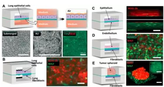 究人員將人肺上皮細(xì)胞培養(yǎng)于裝置中，用來重建空氣-肺界面