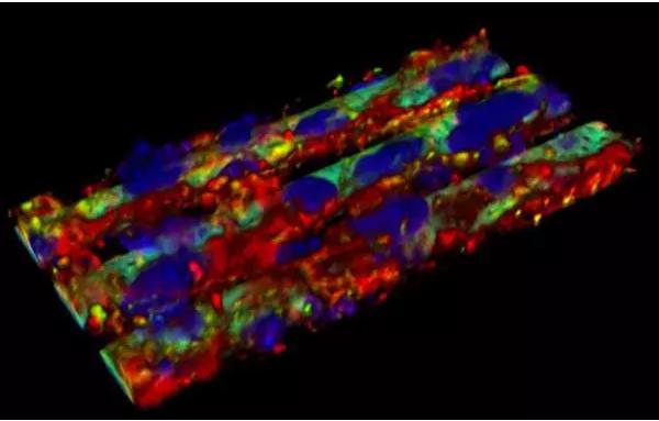 血腦屏障復(fù)制模型 血腦屏障復(fù)制模型