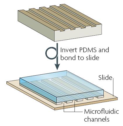 圖2 微流控芯片的加工：集成微通道的PDMS層被密封在玻璃片上