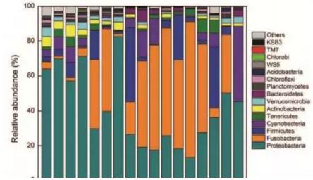 虹鱒魚吃點大蒜，長得塊菌群也顯獨特