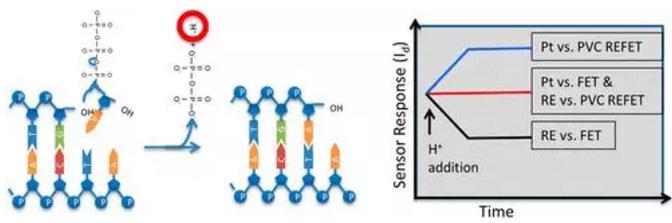 聚合酶鏈?zhǔn)椒磻?yīng)(PCR) 聚合酶鏈?zhǔn)椒磻?yīng)(PCR)