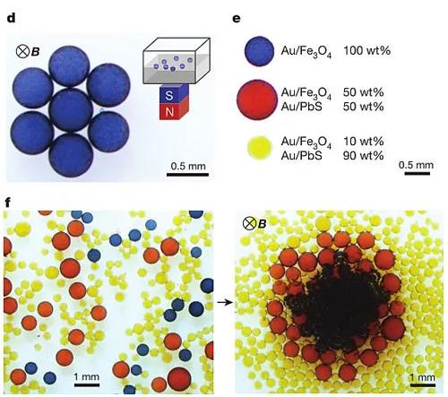 圖2. 液滴對外加磁場的響應(yīng)。圖片來源：Nature