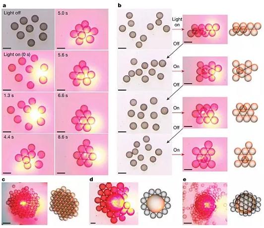 圖3. 光場誘導的液滴活性組裝。