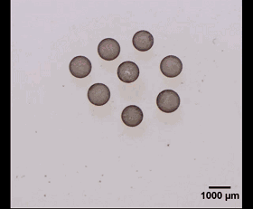 圖3. 光場誘導的液滴活性組裝。