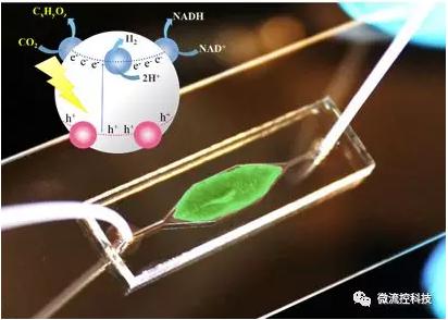 利用微流控芯片進行人工光合作用