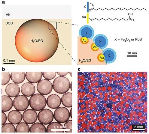 圖1：表面活性劑的設(shè)計及圖像。圖片來源：Nature