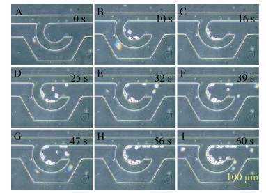 圖6 細胞導(dǎo)入過程圖
