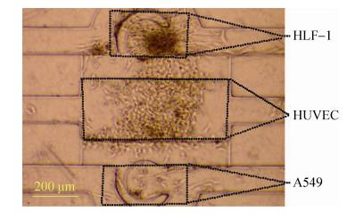 圖 7 三種細胞在芯片腔體內(nèi)共培養(yǎng) (24 h)