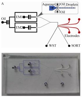 圖2微流控芯片設(shè)計(jì)示意圖(A)及實(shí)物圖(B)