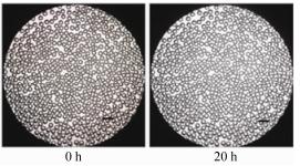 圖5微液滴穩(wěn)定性