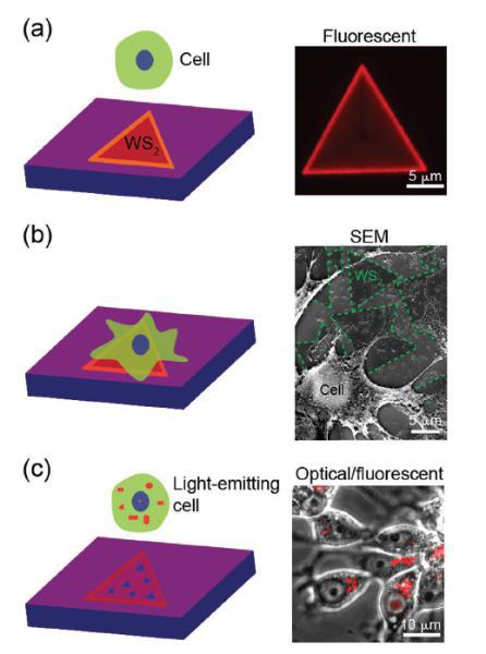 來航雞肝腫瘤細(xì)胞(LMH)自主吞噬二維二硫化鎢材料 來航雞肝腫瘤細(xì)胞(LMH)自主吞噬二維二硫化鎢材料