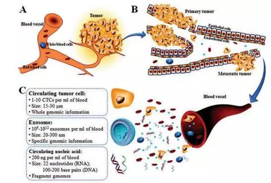 圖1：癌癥的形成（A）、轉(zhuǎn)移（B）及循環(huán)腫瘤標(biāo)志物的特點(diǎn)（C）