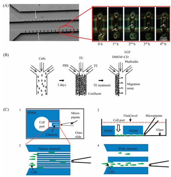 圖5微流控芯片細胞遷移研究